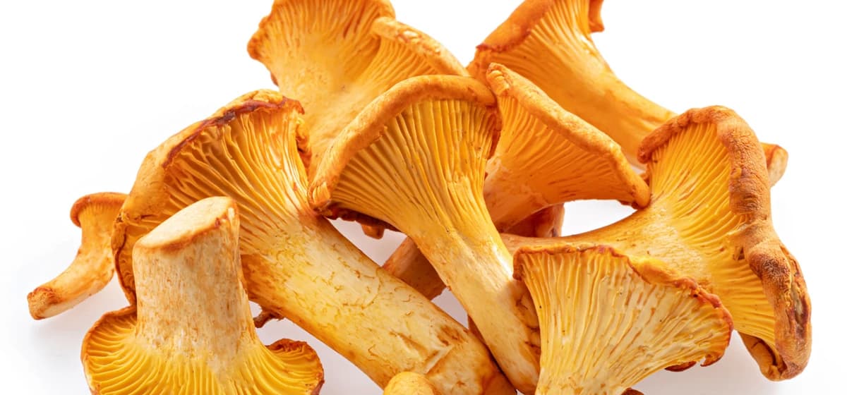 Medicinal Mushrooms